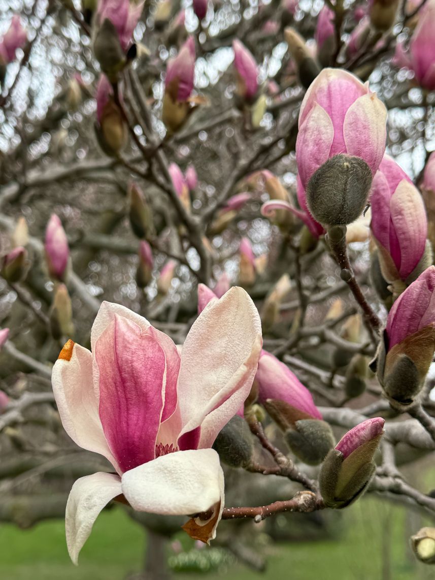 Magnolia blossoms